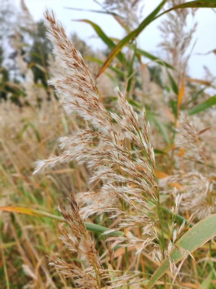 Kauniisti tuulessa tanssivat järviruo'ot