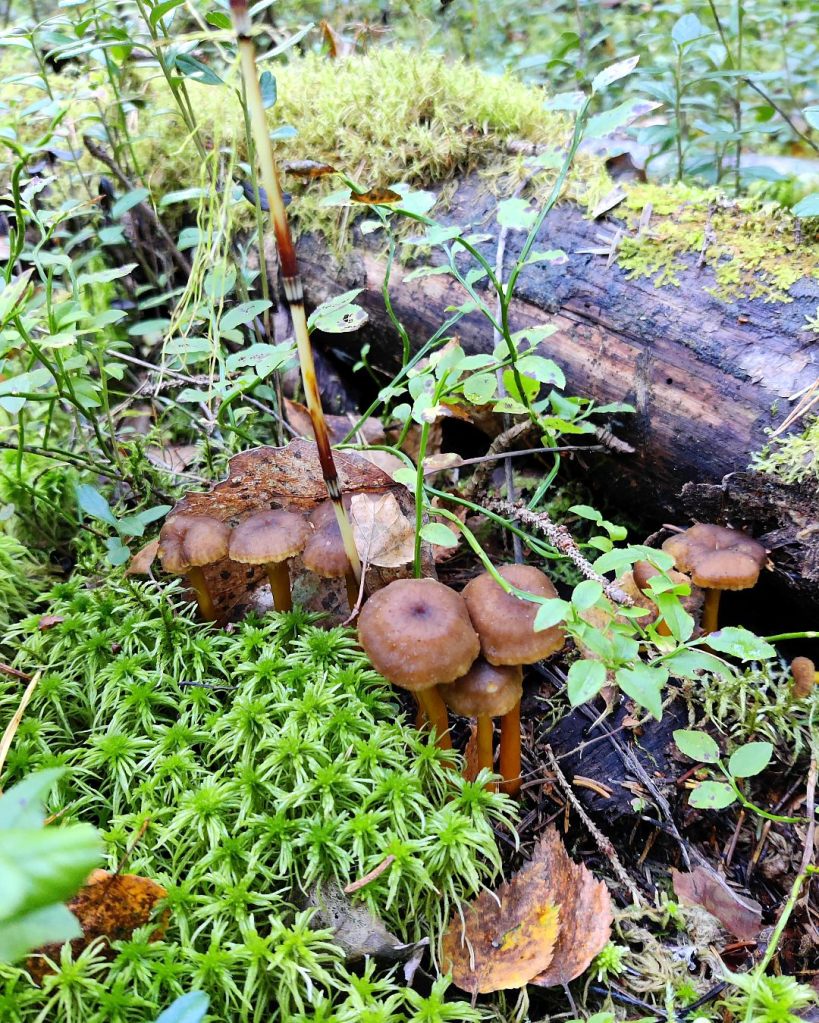 Suppilovahveroita sammaleen seassa