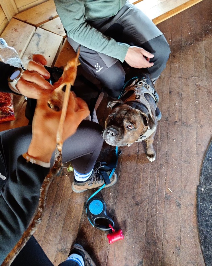 Paistovalmiista korvapuusteista tehdyt maukkaat tikkupullat Saanan kodalla