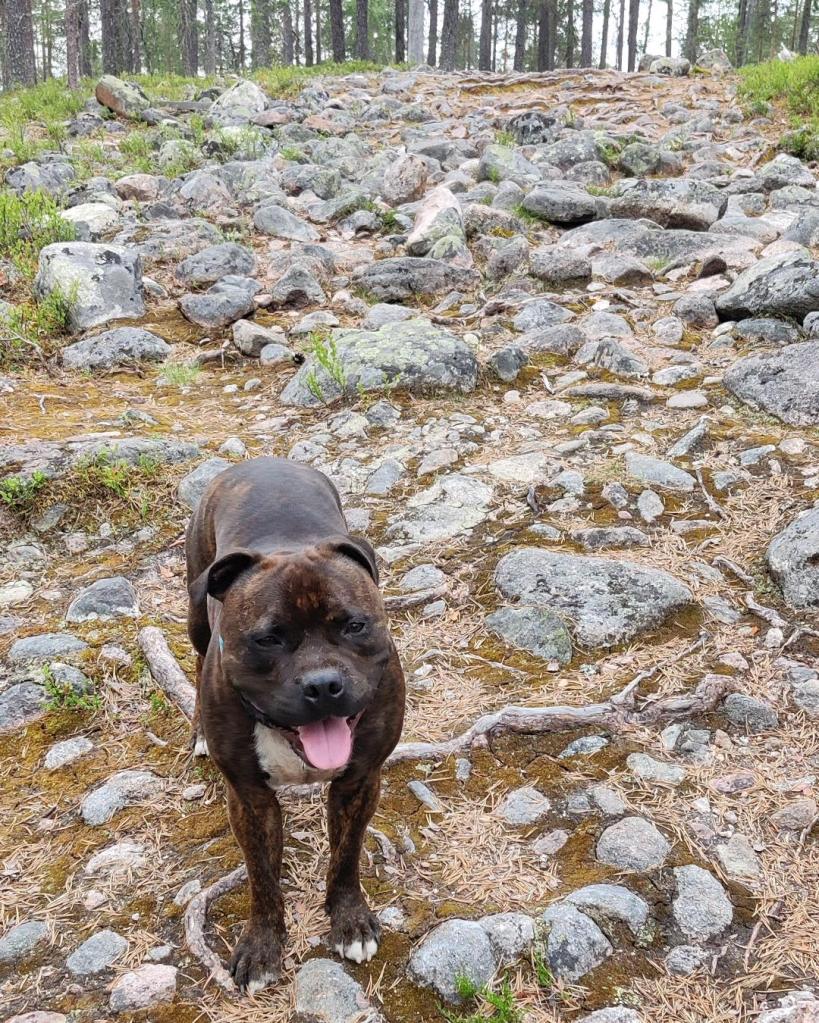 Vaattunkivaaran luontopolulla koiran kanssa