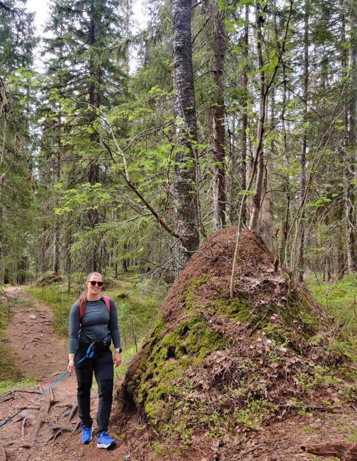 Ryläyksen polun varrella on useampia hervottoman kokoisia muurahaiskekoja