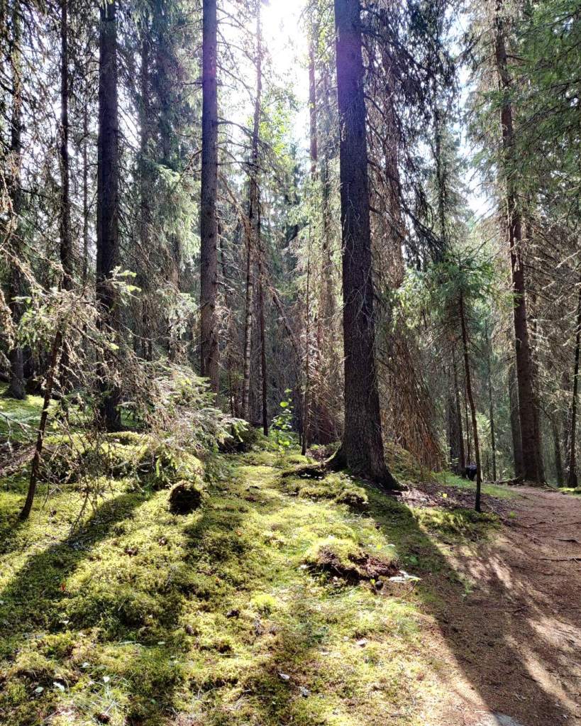 Upea kangasmetsä ja aurinko