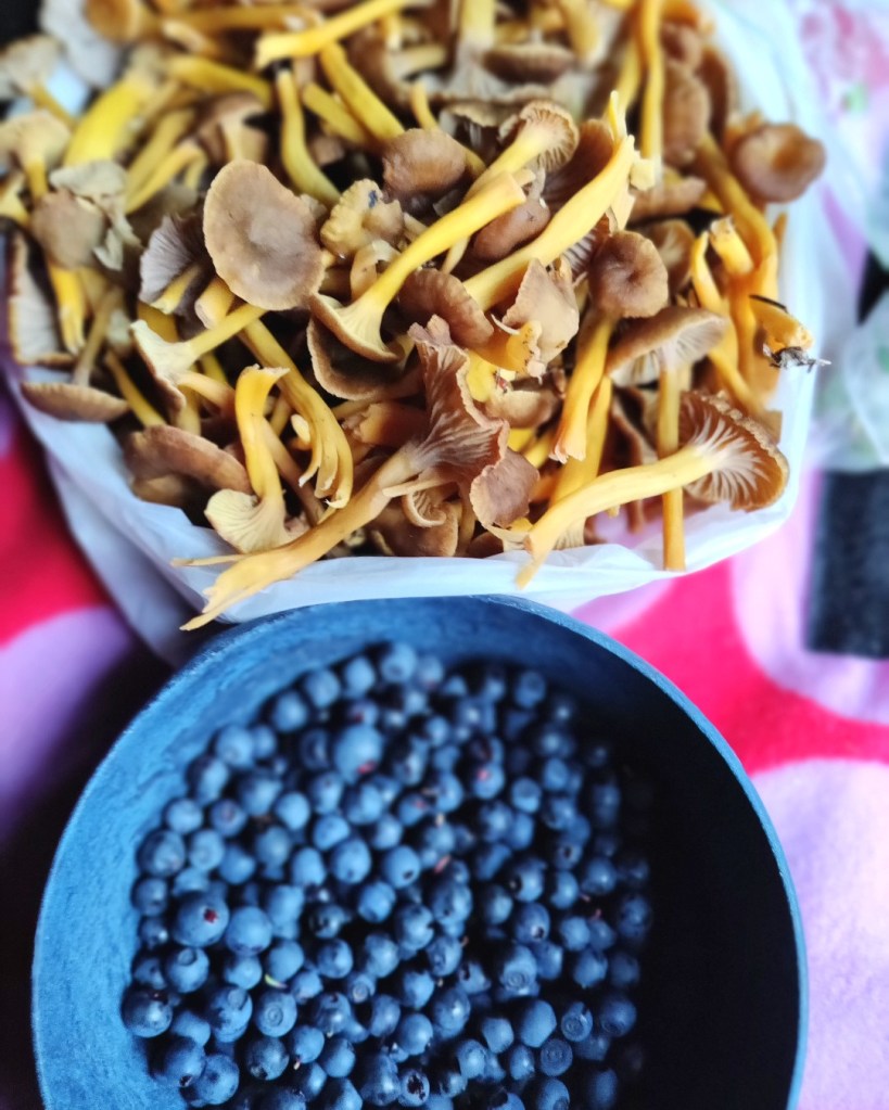 Kuvassa suppilovahveroita ja mustikoita, Liesjärven Kansallispuiston antimia