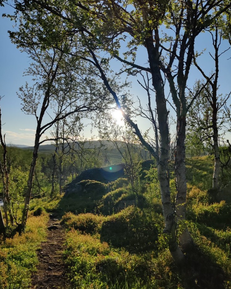 Vaelluksen alussa ihanaa vaivaiskoivumetsää
