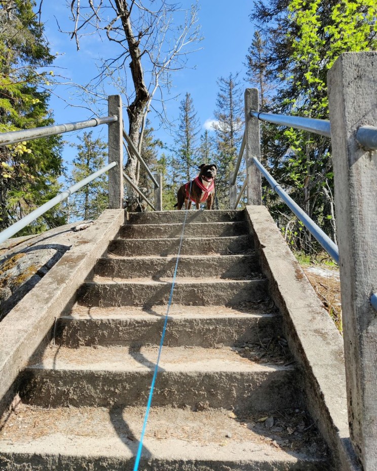 Möhkö-staffi on reipas retkeilijä