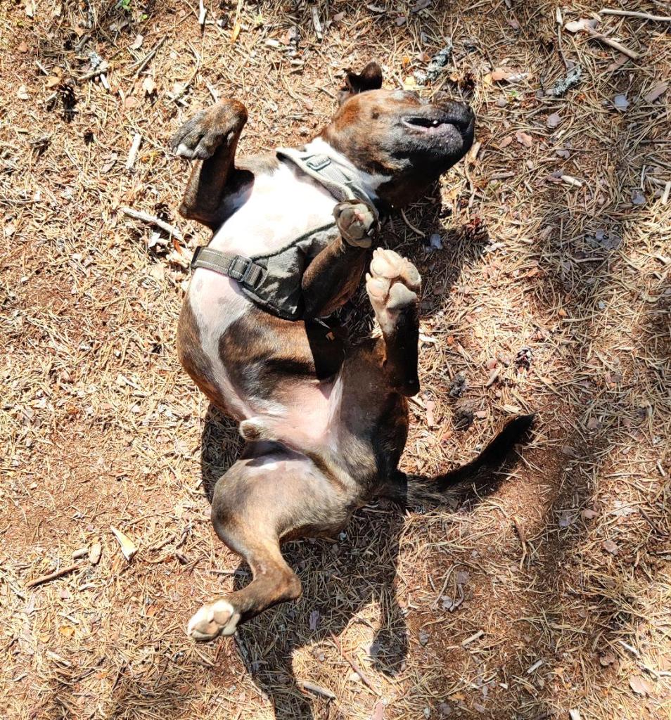 Möhkö koira piehtaroimassa onnesta maassa