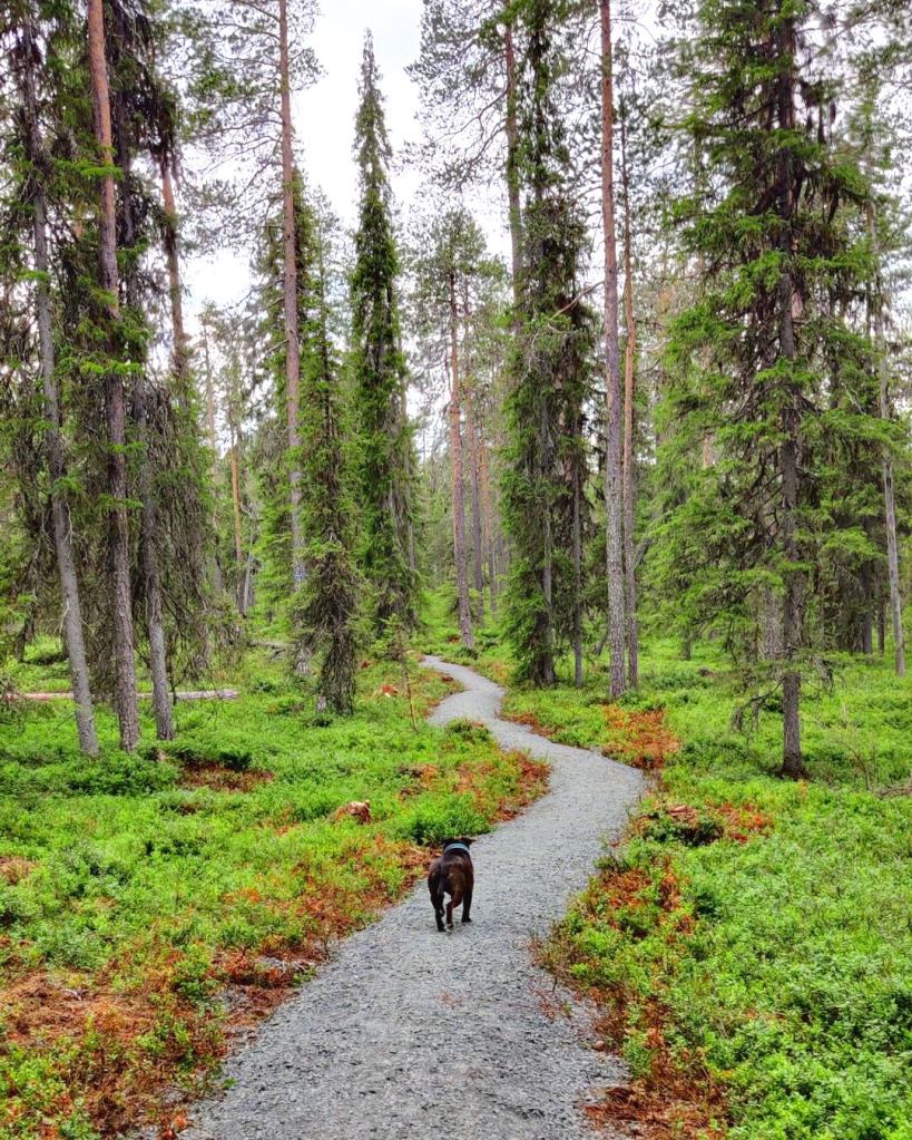 Vaattunkivaaran luontopolku, helppoa reittiä