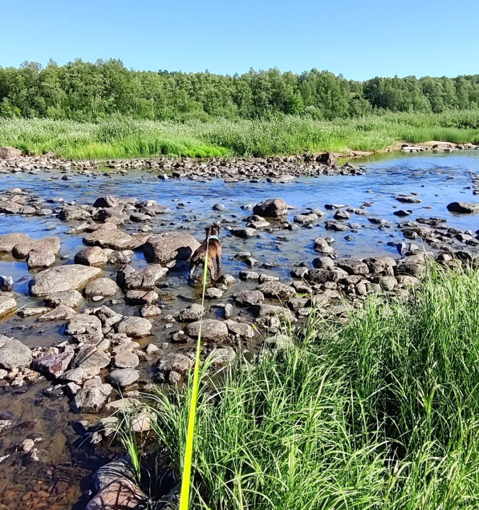 Neiden-joella Pohjois-Norjassa Möhkö jäljestämässä Villeä