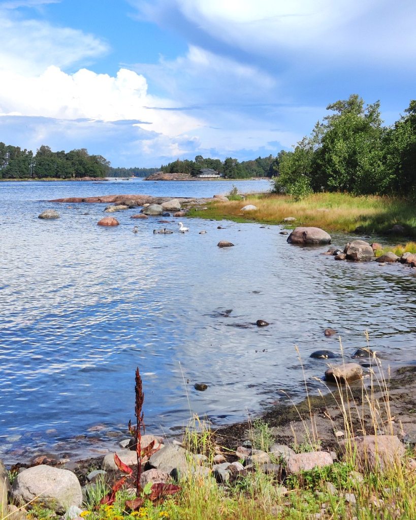 Joutsenperhe uimassa Gåsgrundetin edustalla