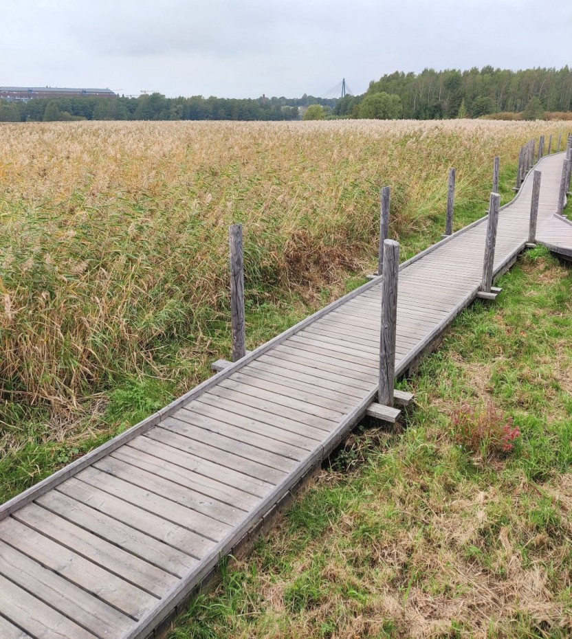 Lammassaaren tunnetut leveät pitkospuut ja rantaruovikko
