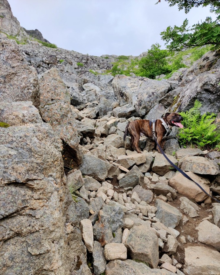 Festvågtind koiran kanssa oli pääosin ok.