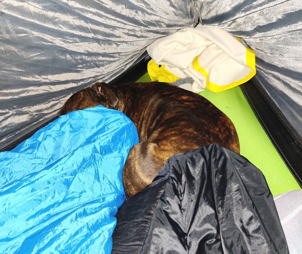 Koiran käpertyi puuteltassa jalkopäähän nukkumaan