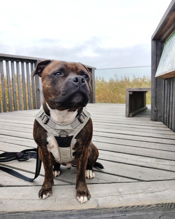 Lammassaaren esteetön lintulava