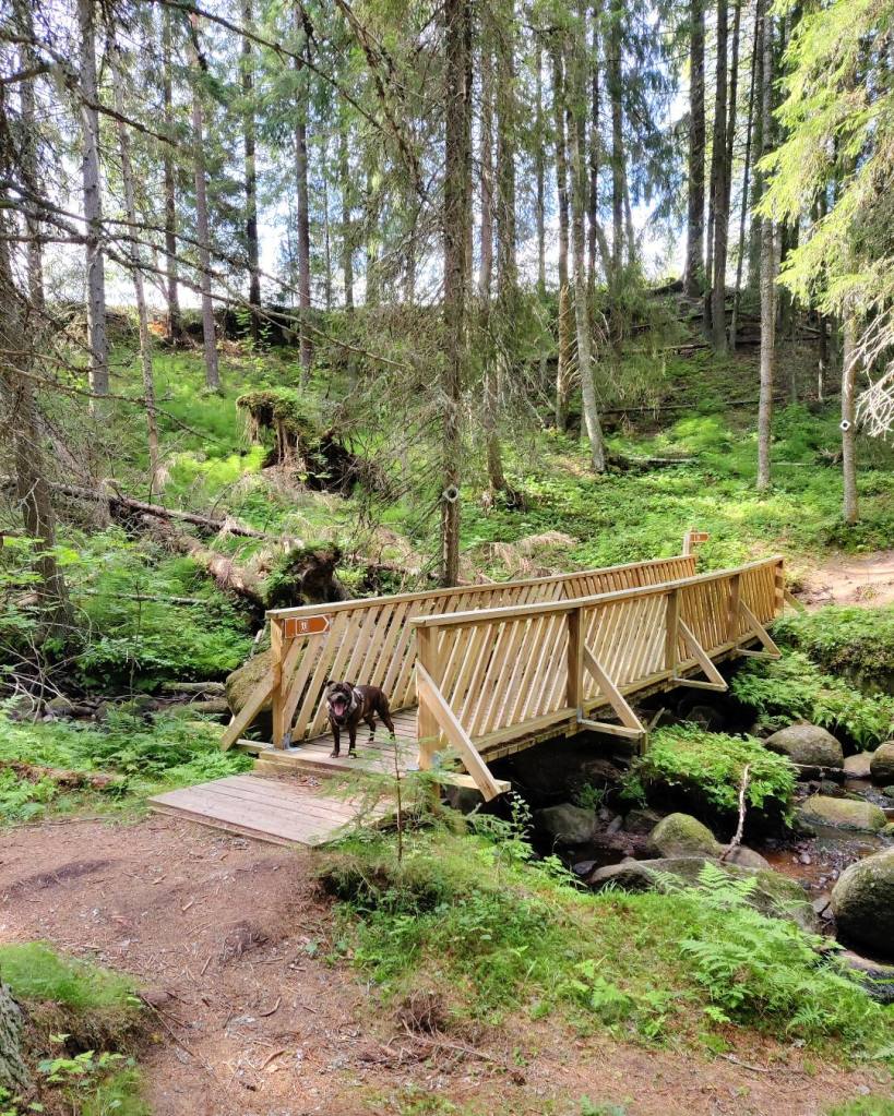 Katikankierroksella on tukevat sillat puron ylityksiin