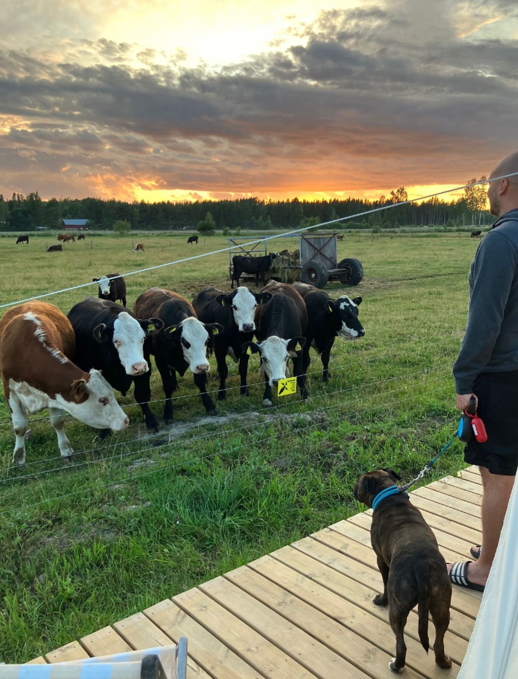 Lehmät aivan telttamme ovella ihmettelemässä Möhköä