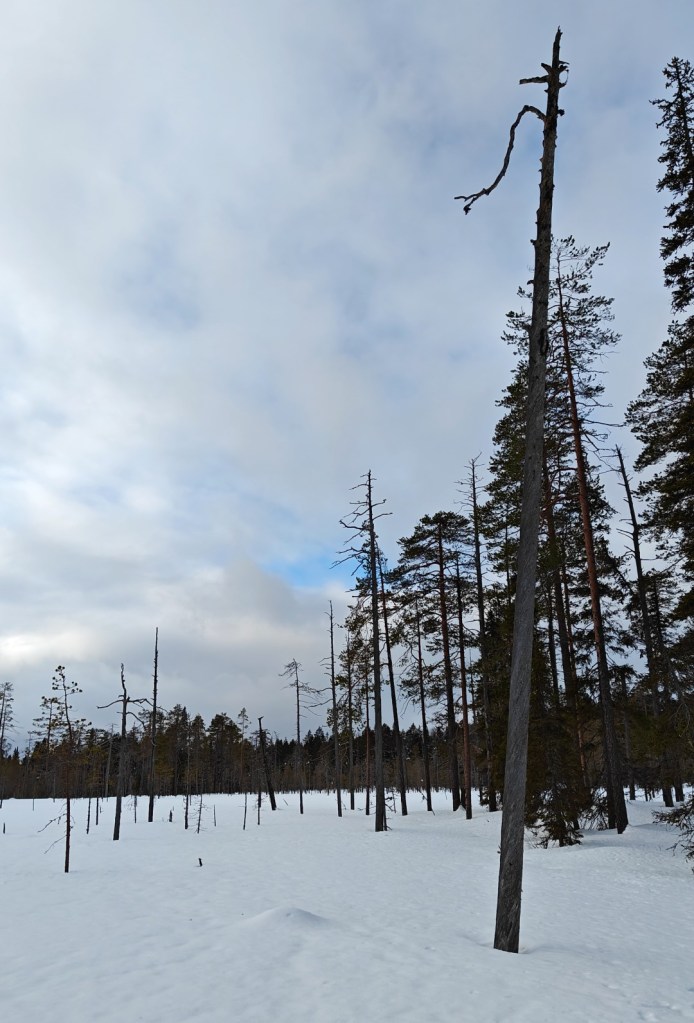Pystyyn kuollutta metsää oli paljon